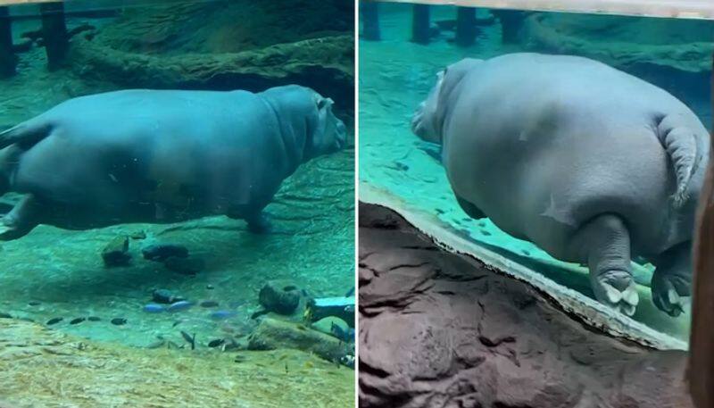 Adorable video of hippo swimming has gathers over 43 million views; watch video-tgy