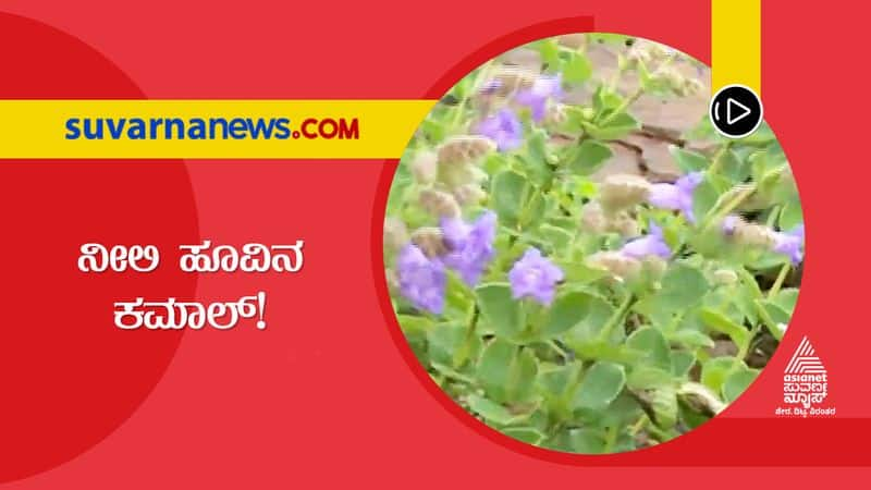 Chikkamagalur Rare Neelakurinji Flowers Bloom on Hills hls