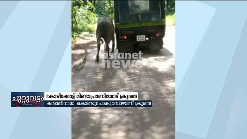 cruelty to buffalo shocking video from nadapuram