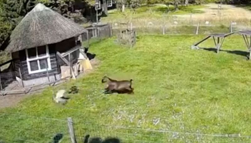 Goat and rooster team up to save chicken from a hawk; heroic video gathers over 4 million views-tgy