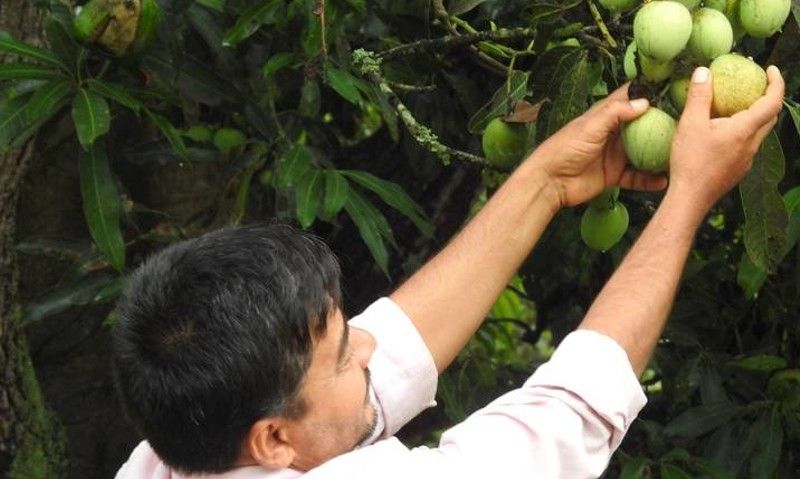 Syed Gani Khans mango museum in karnataka