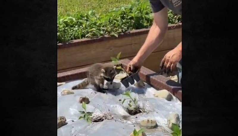 Racoon follows and helps man viral video