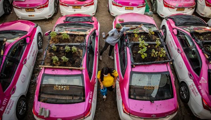 vegetable garden on taxis in Bangkok