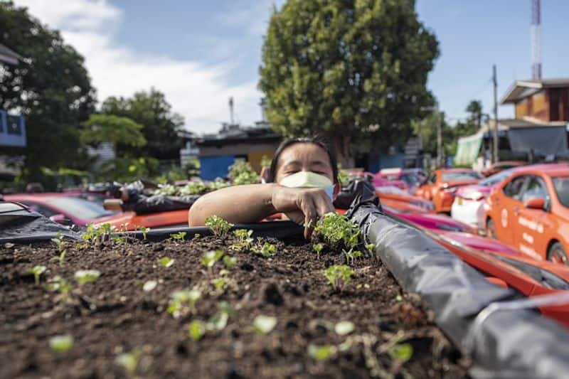 vegetable garden on taxis in Bangkok