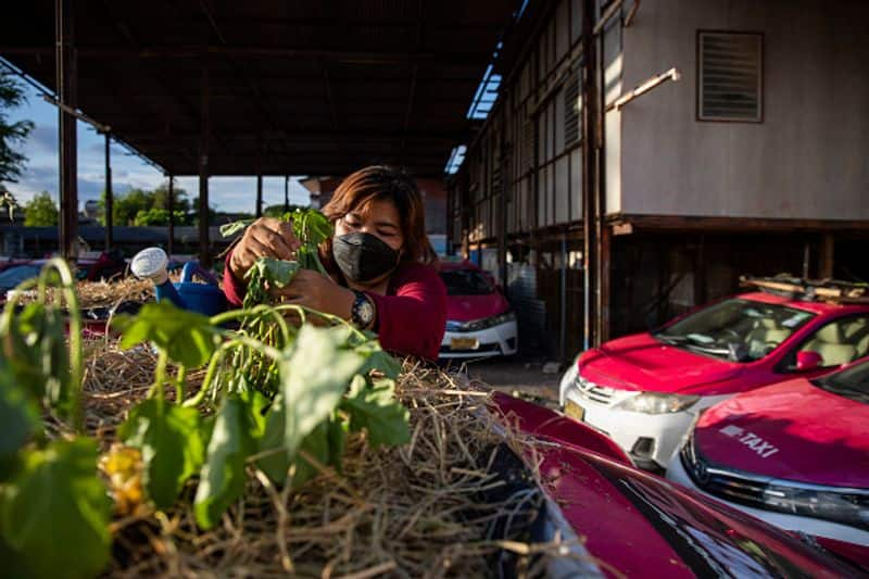 vegetable garden on taxis in Bangkok