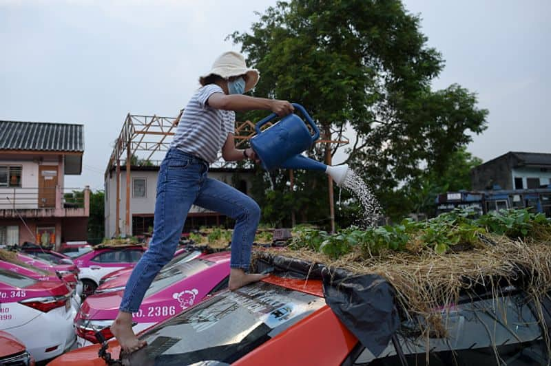 vegetable garden on taxis in Bangkok