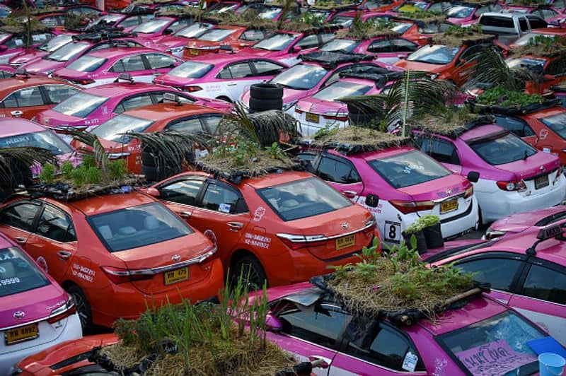 vegetable garden on taxis in Bangkok