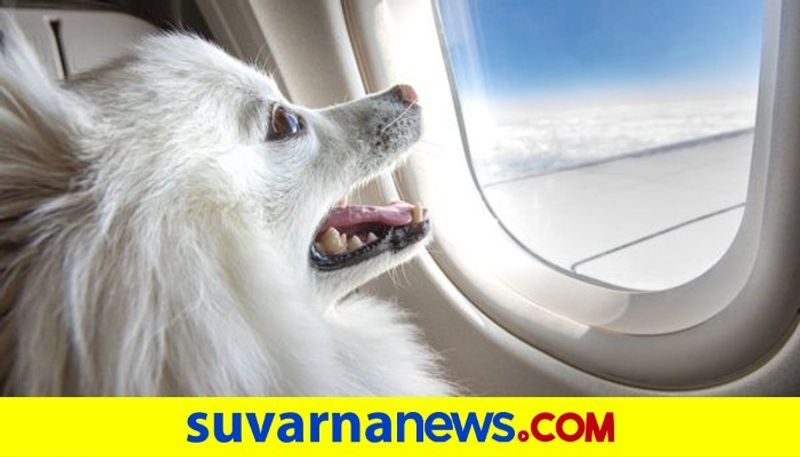 Dog owner books entire Air India business class cabin for pet dpl