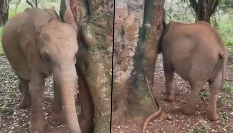 Adorable video of elephant playing peekaboo goes viral - gps