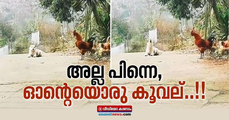 viral video rooster crowing and dog