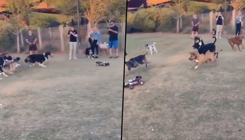 Dogs chasing a remote-controlled car amazed netizens; watch video - gps