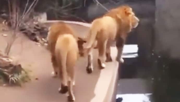 Lion accidentally falls into the water; Find out what happened next