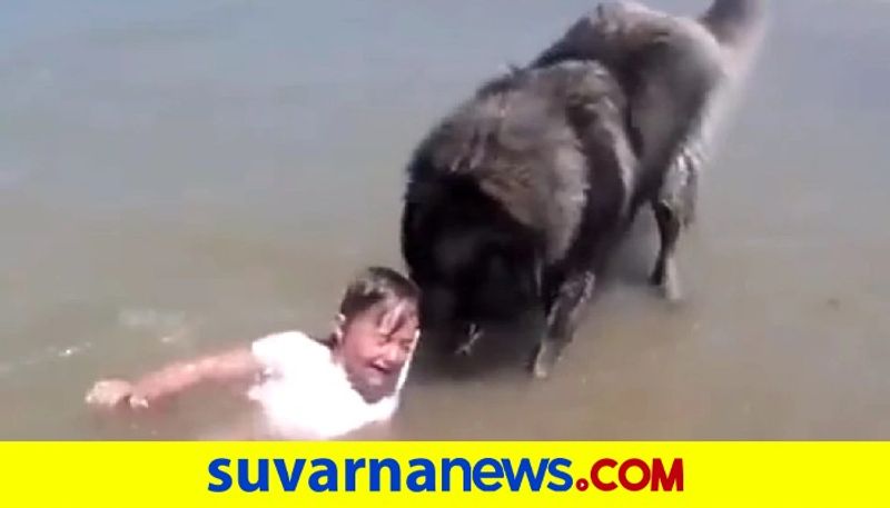 Dog Saved Baby In Beach Video Goes Viral pod