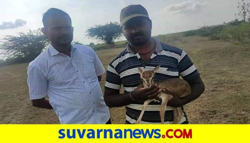 Protection of the Blackbuck Cub at Hagaribommanahalli in Vijayanagara grg