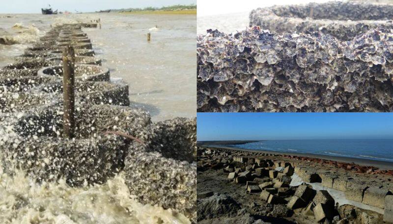 oyster has proven remarkably effective in protecting one of Bangladeshs most vulnerable islands from fast rising seas