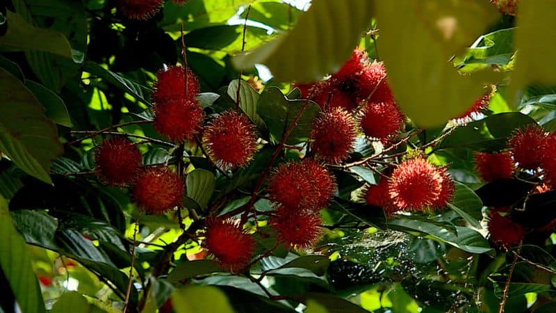 Nipah virus in Kerala updates news, Rambutan farmers in crisis after nipah fear in kozhikode nbu