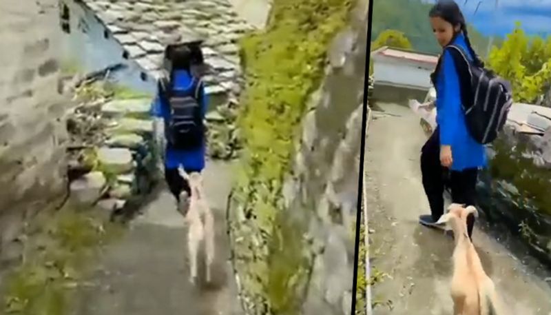 Goat follows young girl while going to school; watch  adorable video - gps