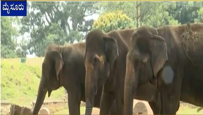 Corona Effect Mysuru Palace elephants four elephants to be shifted to Gujarat rbj