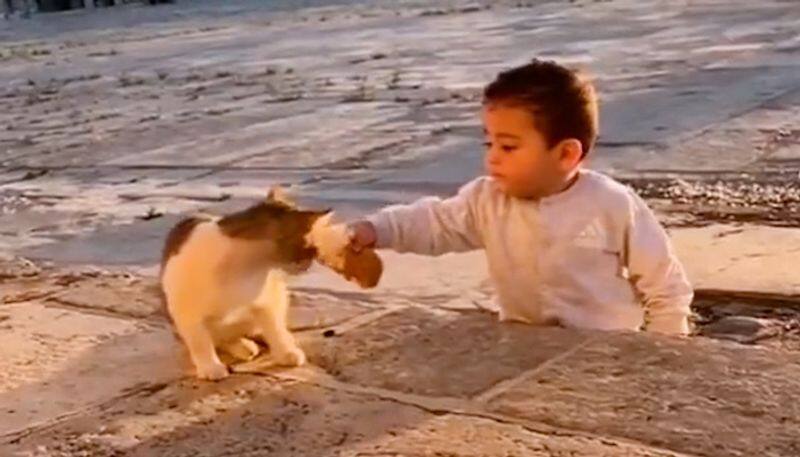 Little boy sharing food with a cat wins the hearts of netizens; watch the video-tgy