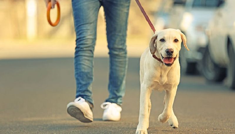 Pet registration in Bengaluru to soon be mandatory says BBMP mah