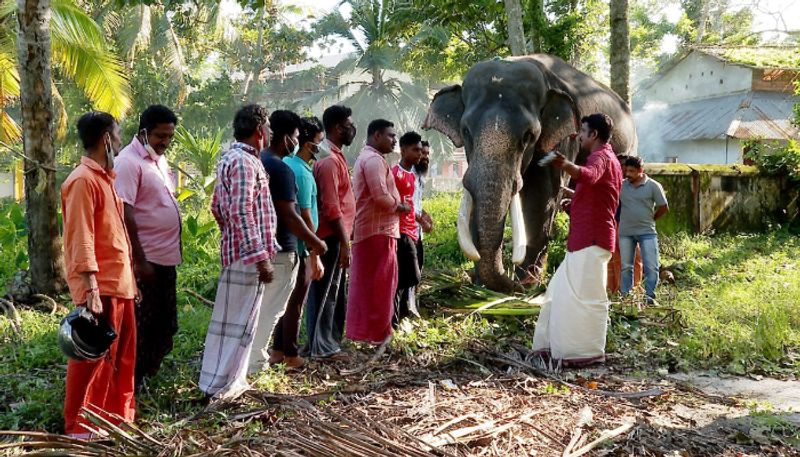 elephant with rare disease gets medicine from America