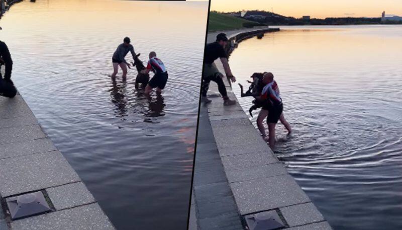 Kangaroo stranded in lake saved by citizens in Australia's Canberra; watch video - gps