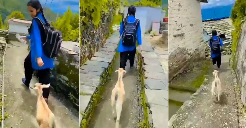 viral video of a school girl followed by a cute goat