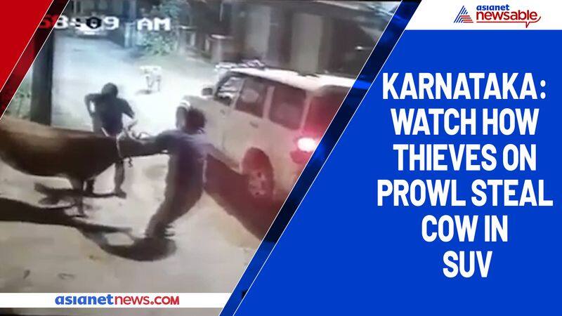 Karnataka Watch how thieves on prowl steal cow in SUV-ycb