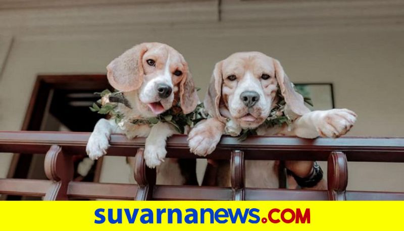 Dogs from Keralas Thrissur gets married in a grand ceremony cut cake have Biriyani dpl