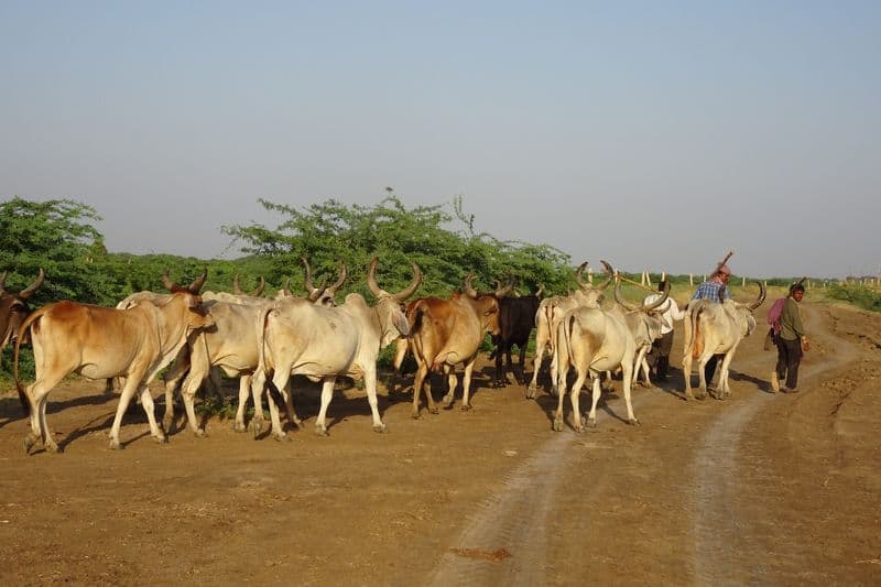 how sex sorted semen technology helps to ensure birth of only female calves