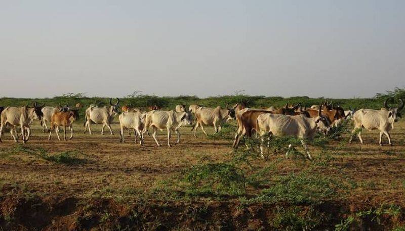 how sex sorted semen technology helps to ensure birth of only female calves