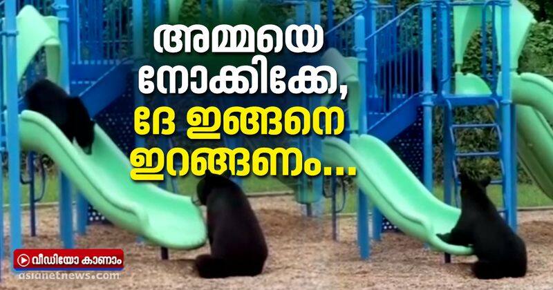 Mama bear teaches her cub how to use the slide adorable footage