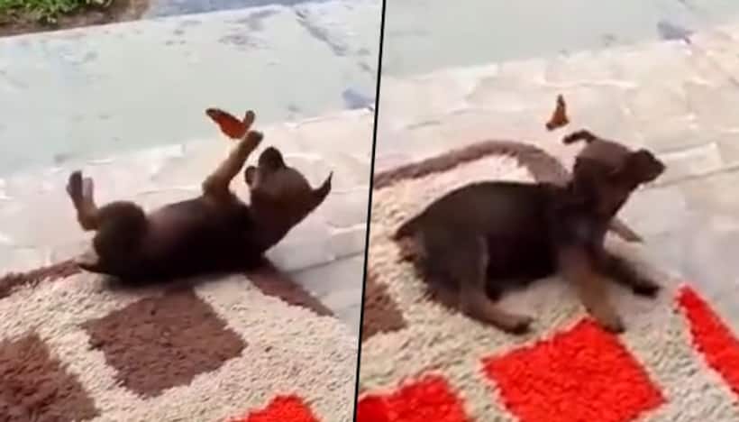 Adorable puppy plays with butterflies; viral video will make your day