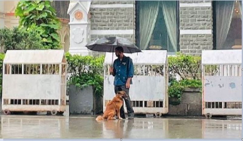 Ratan Tata share picture of taj employee shielding stray dog from rain goes viral ckm