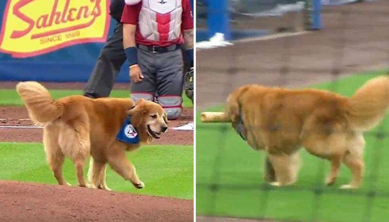 Dog interrupts baseball game, steals away bat; watch hilarious video-tgy