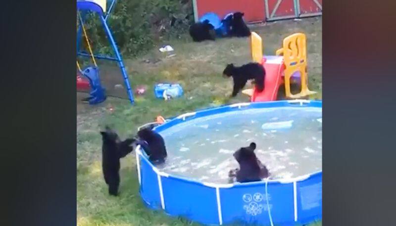 Bear cubs enjoying pool party is the most adorable video you will see on internet today-tgy