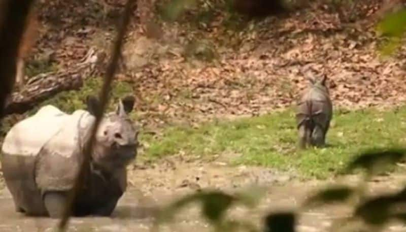 mother rhino protecting baby video