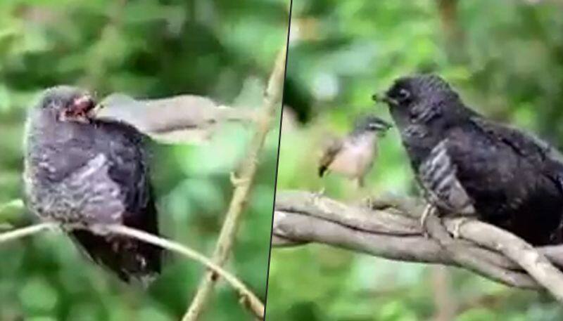 Little bird feeds cuckoo; netizens share divided opinion; watch video - gps