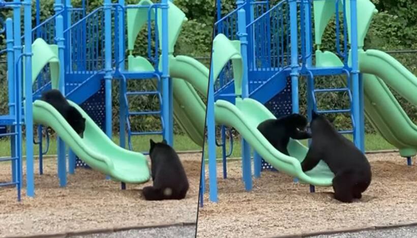 Viral video: Mother bear shows cub how to use slide in playground