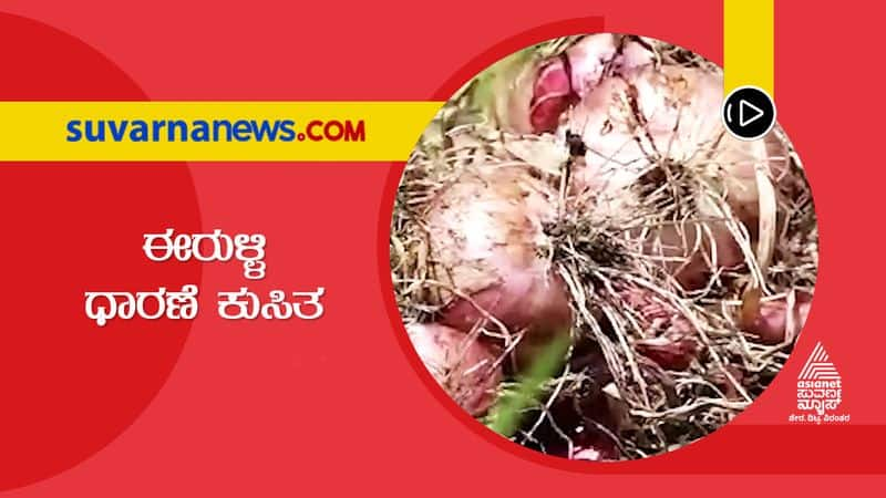 Chikkamagalur Onion Price Dips Farmers in Distress hls