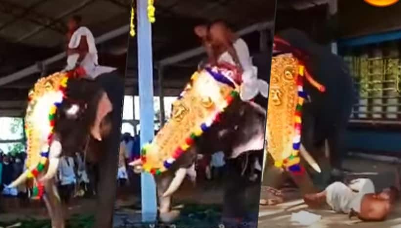 Elephant goes violent in Thiruvilwamala Vilwadrinatha Temple, throws off mahout in Kerala