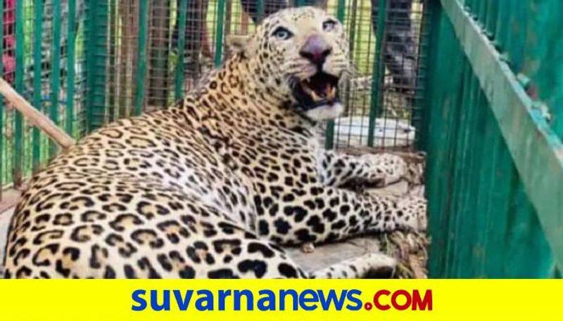 Leopard Trappped in to The Cage in Dharwad grg