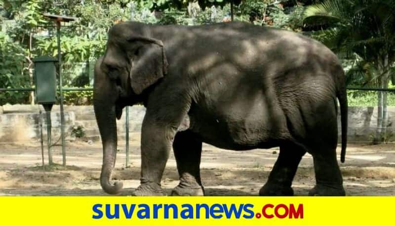 elephant gange died sakrebailu Shivamogga mah