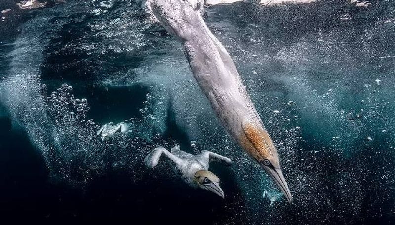 Ocean Photography Awards important images