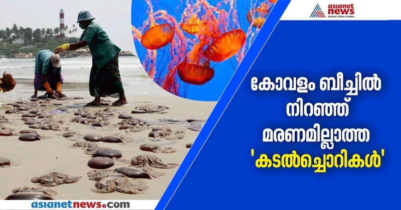 jelly fish found in kovalam beach