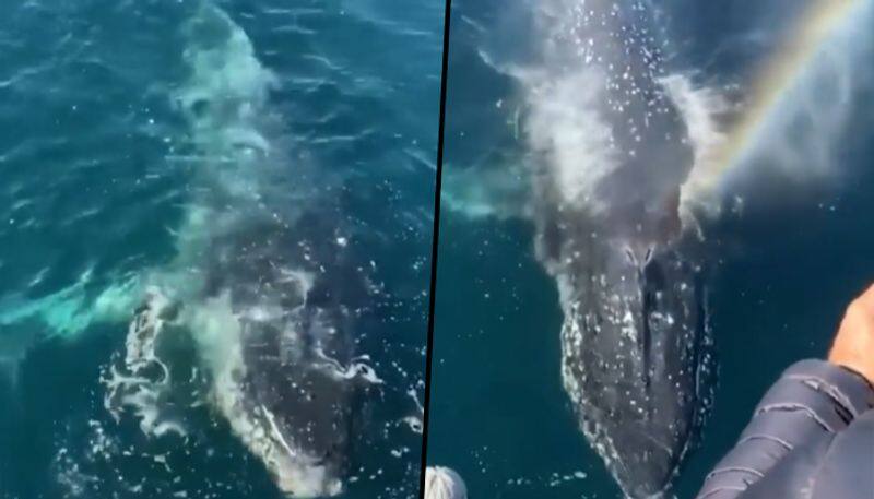 Whale amazes people on cruise with 'magical rainbow breath'; viral video - gps