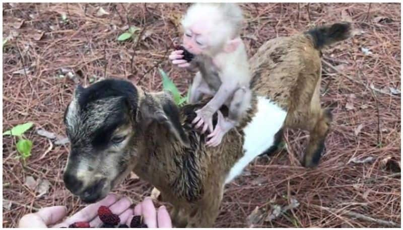 Baby Monkey Riding A Goat, video hits internet