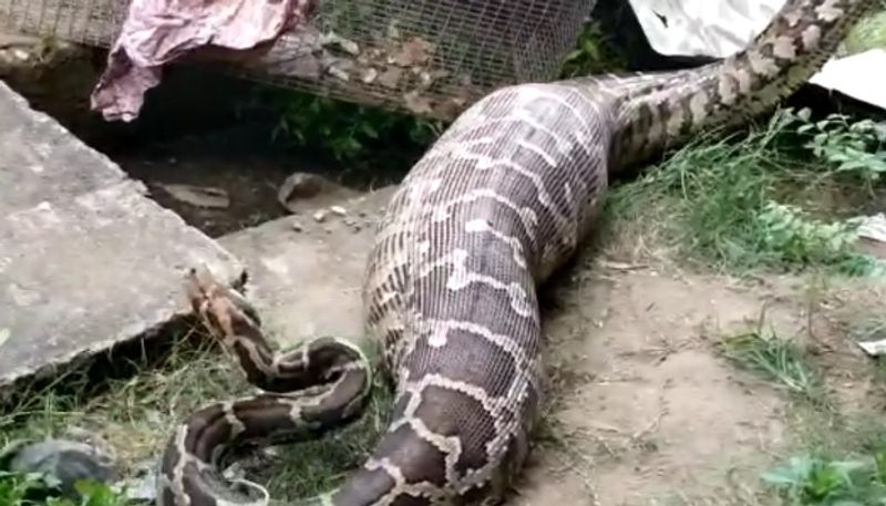 A 15-foot python swallowed a goat at Kanpur University; Viral video