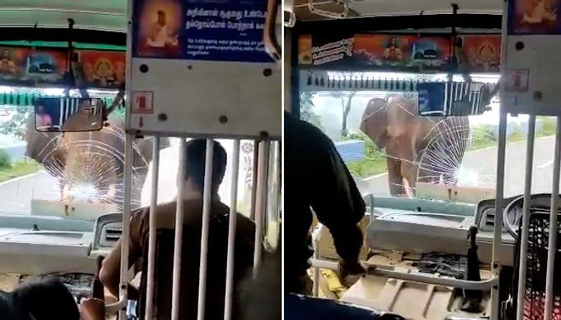 Tamil Nadu: Angry elephant smashes bus windshield; leaves netizens terrified-tgy