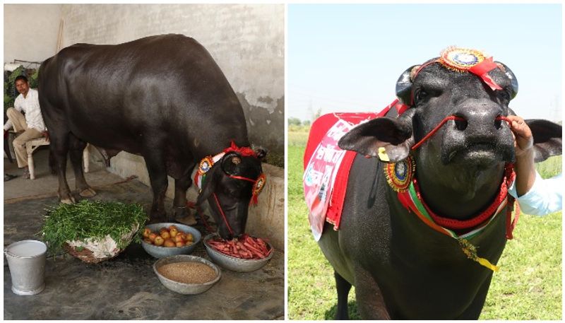 Sultan indias biggest  murrah buffalo dies of heart attack